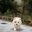 퍼피크림