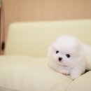 구산동 강아지 이미지