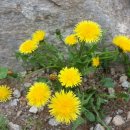 다리골가든 이미지