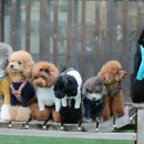 도그스101 이미지