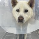 가디언 동물의료센터 이미지