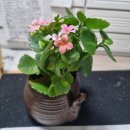 🖼수채화 캘리그라피.. 다시 살리기 💦 이미지