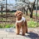 킹콩샤워 | 강아지 풋샴푸 추천 워터리스 킹콩샤워 매직플라워 풋샴푸 사용후기