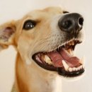 압구정웰동물병원 이미지