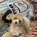 올바름 반려견 뷰티샵 | 강아지동반 뷰티샵 인블리, 반려견과 함께 시술받는 특별한 공간