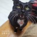 나래바이크의정부 | 23. 4월 3주 - 고모부 장례식, 배드민턴 대회, 시화나래전망대, 식욕부진 고양이 (4.17.~4.23)