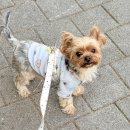 pet39거4972 | 거제동애견미용 ‘말랑멍무’ 믿고 맡길 수 있는 애견미용실 추천