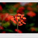 신한은행(1006) 이미지