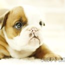 코리아 퍼피 이미지