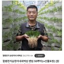 함평천지 승현이네 새싹삼