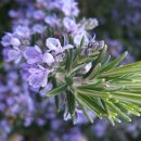 로즈마리 이미지