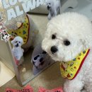 성보펫케어(주) | 허레이 에센셜 물티슈 비숑프리제 데일리 위생케어 강아지 물티슈 추천템