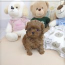 꽃강아지 이미지