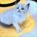 펫365 강아지분양 고양이분양 전주본점 이미지