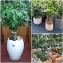 들꽃셀프세차장 | 후 영양숯불한우갈비 추천맛집/김수로왕릉 능소화/삼락공원 연꽃/덕천동 다도이 종가집 돼지국밥후기~♡