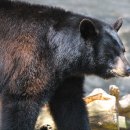 Two brave bulldogs chase off black bear 이미지