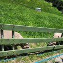 아진목장 | 평창 대관령 양떼목장 5월방문 후기 네이버예매 기념품구입 근처카페