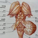 소뇌의 구조와 기능 이미지