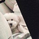 아이폰 데드픽셀 무상수리, 홍대 애플스토어 지니어스바 방문 후기 (예약 방법, 아이폰 백업 방법)