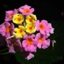 lantana(란타나, 난타나) 이미지