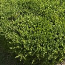 오늘도 맑개 이미지