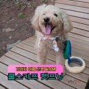 강아지 멋내기 이미지
