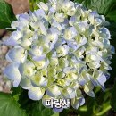 수국 판매[260902 품종업데이트] 이미지