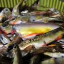 백두대간약초마을 이미지