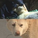 댄디농장 네이버블로그