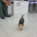 정원 양한방동물병원 이미지