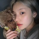 예지펫