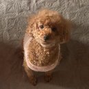 분당밝은아이동물병원 | 분당 밝은아이 동물병원 강아지 백내장 수술 후기