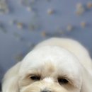 퍼피빌리지 이미지