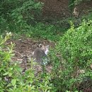중앙공원(푸름) | 분당 서현역 성남중앙공원 9월 꽃놀이 꽃무릇 나들이