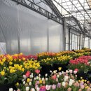 영인원예 | 천안 아산 가볼만한 곳 :: 세계꽃식물원 입장료 주차 분갈이 실내데이트 추천