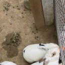 정원 | 가평 베고니아새정원 후기 29개월 아이와 겨울 실내 나들이 추천