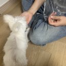 젤리펫살롱with아로마