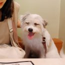 일번지슈퍼 | 강아지랑 강릉 여행 후기🐶: 세인트존스/강문해면/ 고씨네동해막국수/엔드투앤드/용궁사우나/감자적1번지