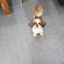 이뿌개 귀엽개 이미지