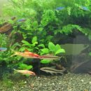 바브네이쳐 이미지