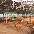 한우사랑농장 이미지