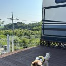 충남 보령 애견동반 숙소 추천 피노비스타 애견펜션 애견수영장 후기