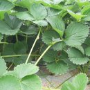 한반동농장 이미지