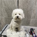 댕스살롱 이미지