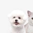 도그앤푸드 이미지