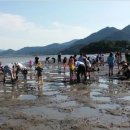 쏙잡이체험 더 한국타임즈