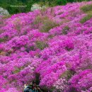 거제 대금산 진달래 - 대구경북3040산악회 이미지