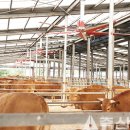 금성축산 이미지