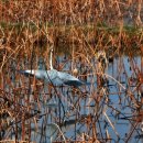 두루미 농원 이미지