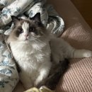 세솔팬션 | 단풍보고 홀리센보고 단풍보고 홀리센보고